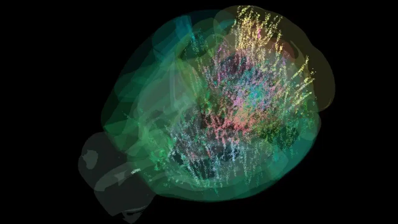 beyin aktivitesinin tam haritasi ilk kez cikarildi karar verme sureci sandigimizdan cok daha karmasik TzqYkP7E