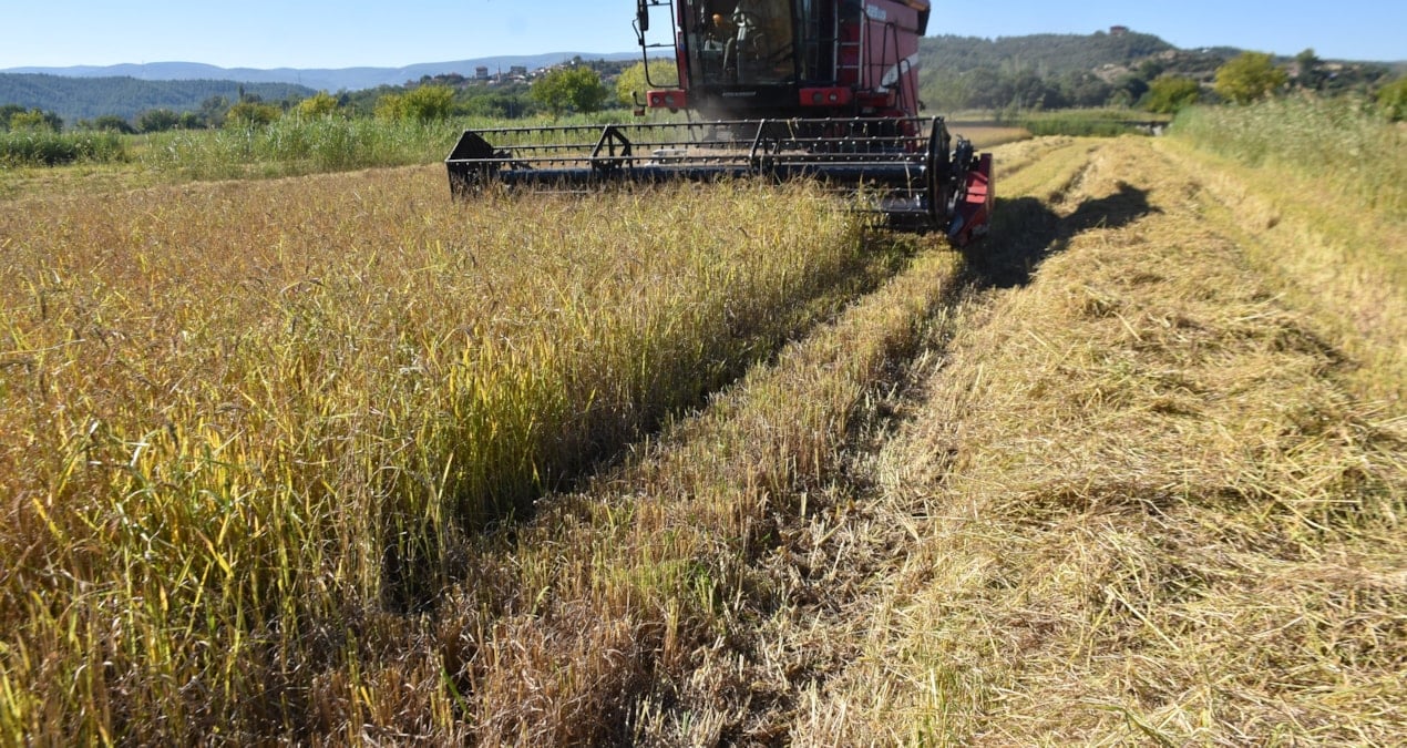 boyabatta celtik hasadi basladi 14 bin ton urun bekleniyor 3FundDTP