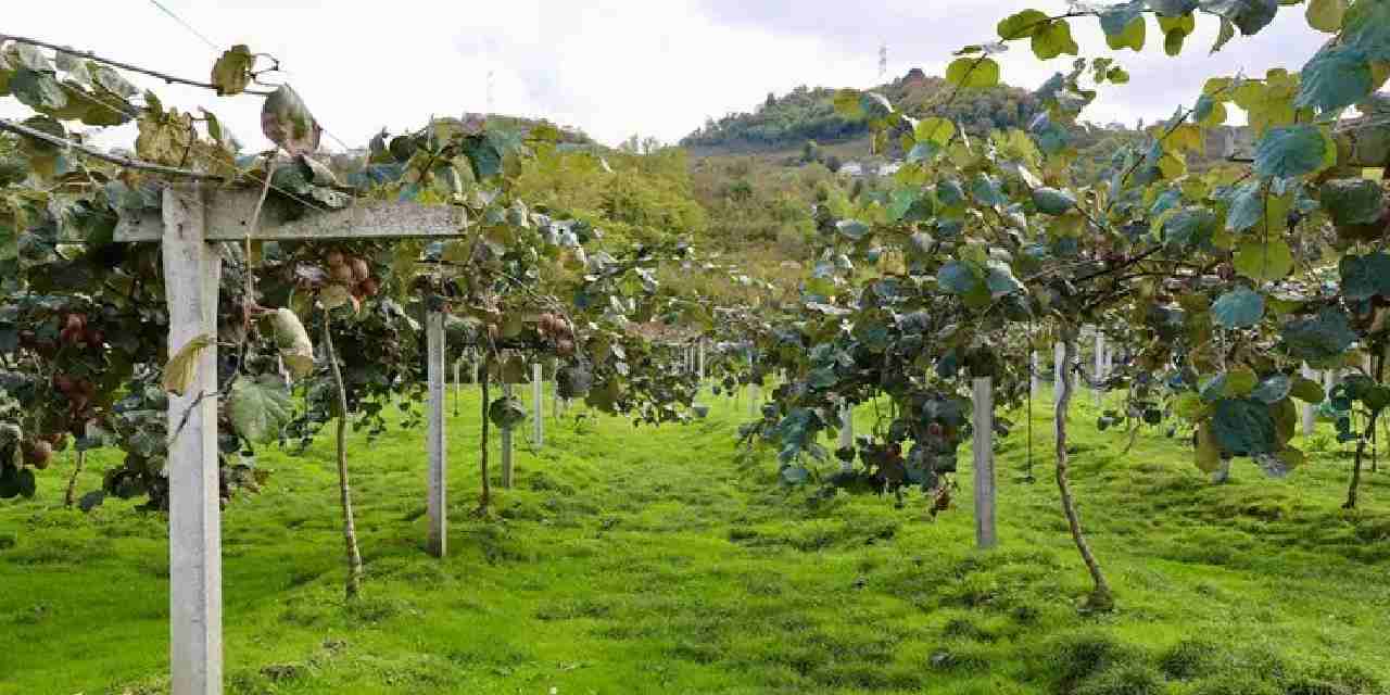 4 bin ton rekolte bekleniyor kilogram fiyati belli oldu zwwxLPGe.jpg