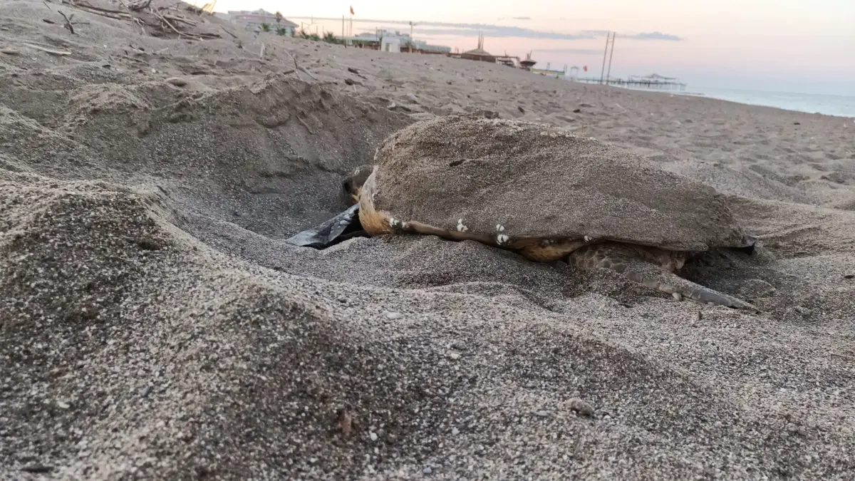 antalyada deniz kaplumbagasi koruma calismalari Pmfhyv1W