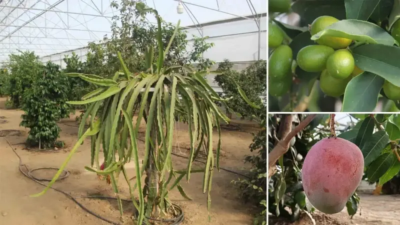 herkes karadenizde yetismez diyordu bu yontemle tam 16 tropikal meyve yetistiriyorlar akdeniz iklimini karadenize tasiyoruz KrfgVRpL.webp