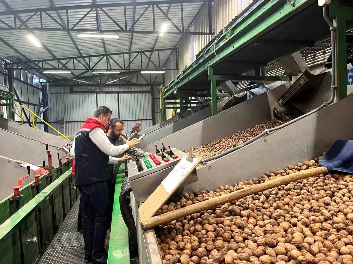 tekirdagda ceviz uretimi destekleniyor HgIrxKyE.jpg