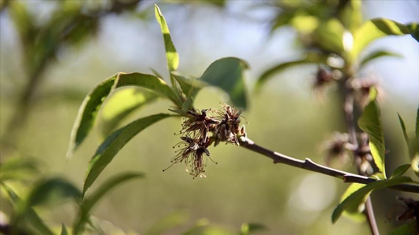 zirai dondan etkilenen ureticilere yeni destek odemesi CBewF1aU.jpg