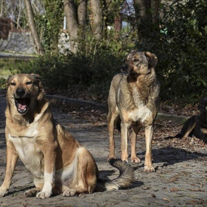 Bakan Çiftçi, Türkiye’nin Sokak Köpekleri Toplama Sürecini Açıkladı
