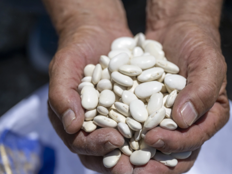 Mersin buyuksehirden leklek fasulyesine destek NZb1vKGH