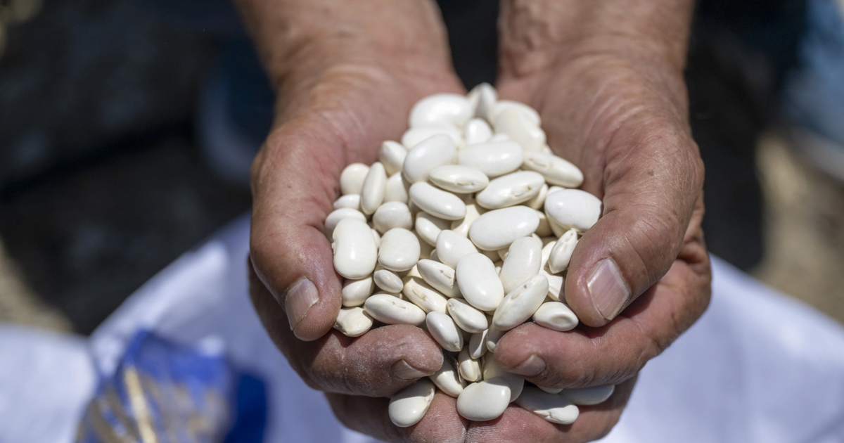 Mersin buyuksehirden leklek fasulyesine destek NZb1vKGH
